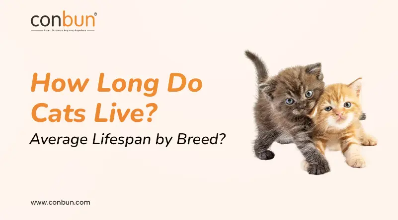 How Long Do Cats Live? Average Lifespan by Breed